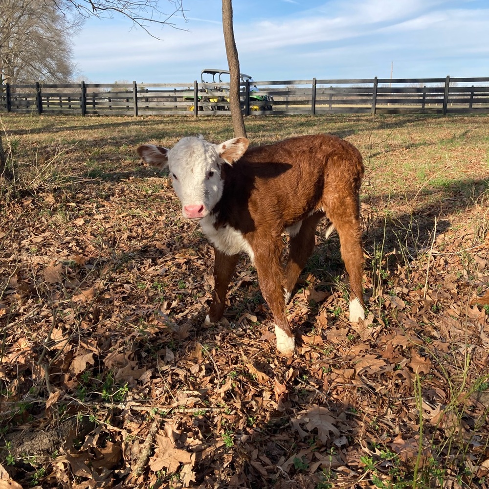 The cows - Picture 5 of 10